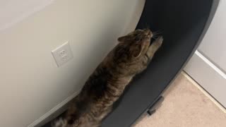 Cat Needs Moral Support