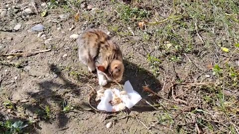 Cute, beautiful kitten eats food.