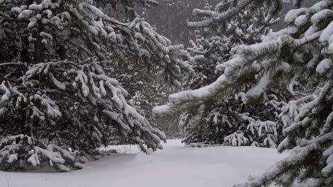 Winter Wonderland: Stunning Footage of Snowfall Captures the Magic of the Season