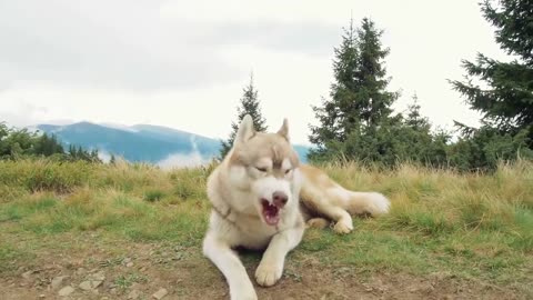 Exploring the Charms of Labrador Retrievers in the USA