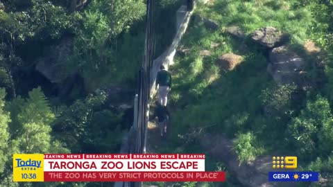 'Under control within minutes': Taronga Zoo boss speaks on lions escape