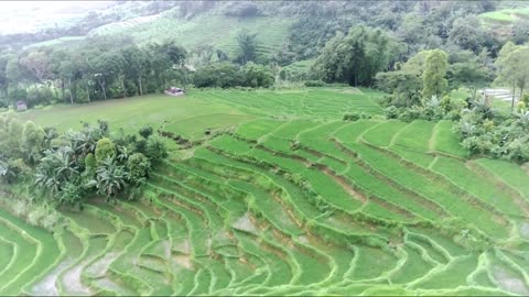 RICE FIELD VIEW IN MANGGARAI