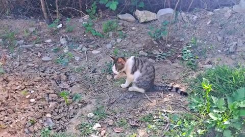 Newborn baby kittens. I gave food to the mother cat