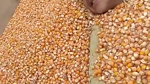 OMG!!! Little boy rescued from drowning in grains 😱😱😱