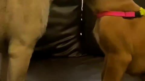 My dog max be like talk to my butt - Try not to laugh challenge - funny dog