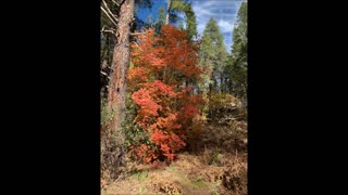 Fall Color near Flagstaff and Sedona