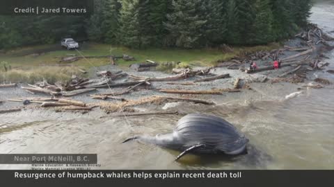 Multiple humpback whales found dead along B.C.’s coast