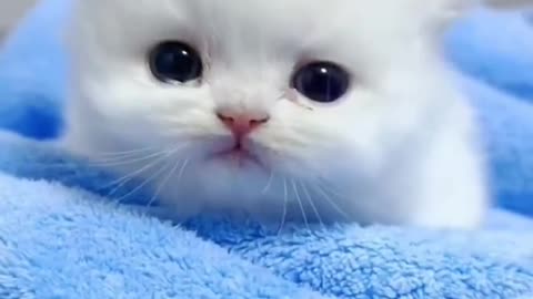 Adorable Kittens: A Collection of Heartwarming Moments