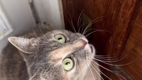 Surprised Cat's Hilarious Meow Reaction Will Make You Laugh!