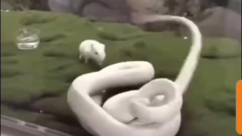 Snake's Blunder: White Snake Attacks Mouse but Stings Himself Instead!