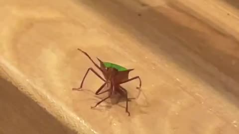 stink bug waving