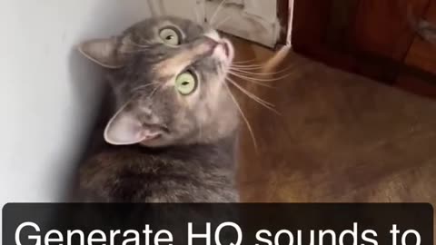 Sounds that attracts cats