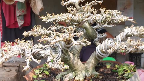 Formal bonsai