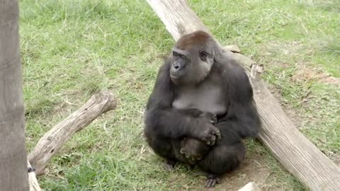 Orangutan Loves Gibbon Baby - Cincinnati Zoo