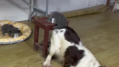 cat dog funny video
