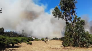 Big smoke in the forest