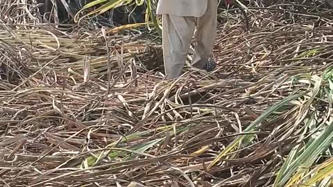 Sugercane Cropping | ,Harvesting 2023