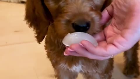 Do's and Don'ts of Puppy Biting