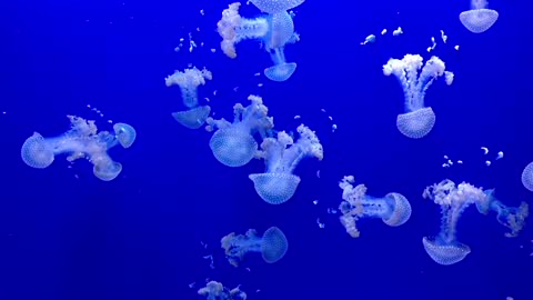 10 FACTS About JELLYFISH That Will SURPRISE You