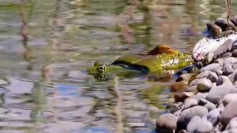 Snake eats frog😱#wildanimals #snake #frog #animals(7)