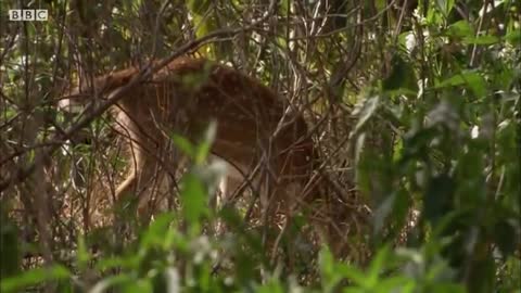 Tiger Hunts Lone Baby Deer - BBC Earth_Cut