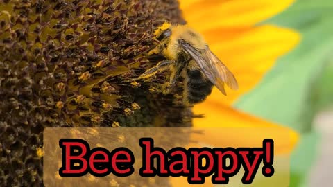 Bee Happy