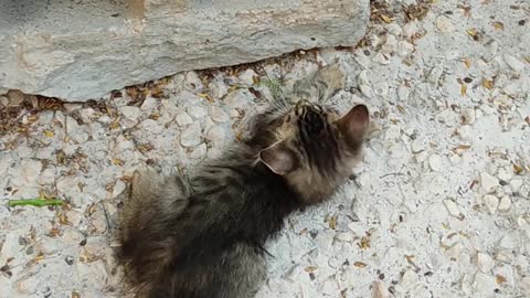 two kittens playing