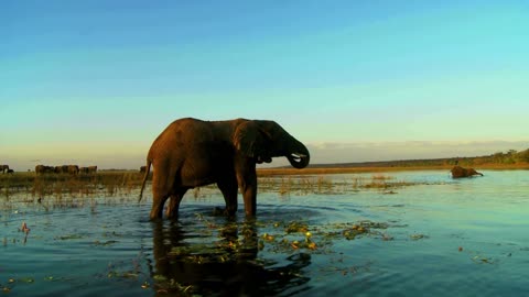 Elephant playing in Water