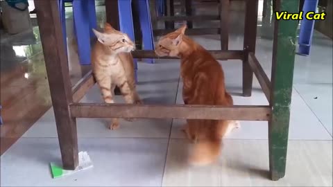 Cats Fighting and Meowing