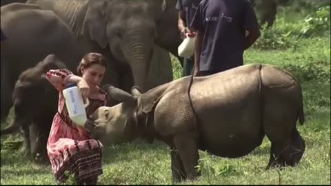 Royal Family Kate & William Feeding Baby Rhinos