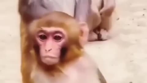 Monkey Hoola Hoop and Dogs Dancing Video