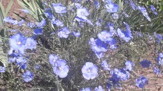 Blue flax