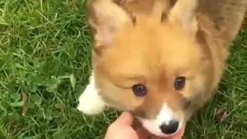 cute corgi laughing with his owner