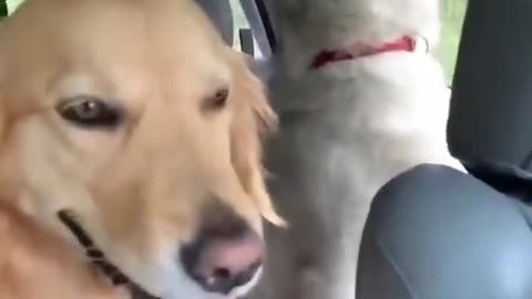 Husky sings along with his dog brothers🐶