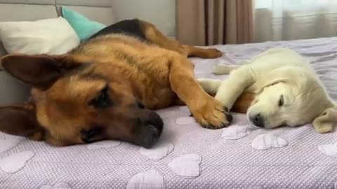 Cute German Shepherd is the Best Friend of a Tiny Golden Retriever Puppy