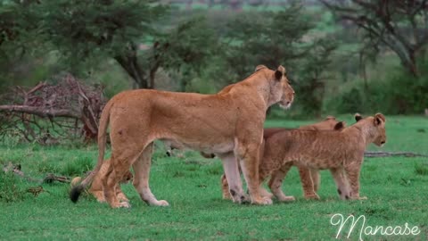 Female lions are moving in their natural surrounds through grass and trees