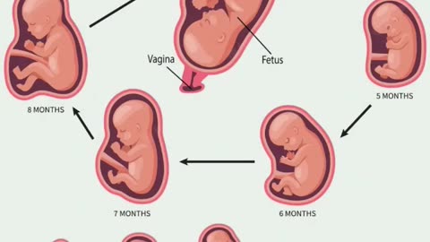 Month To Month Embryo And Fetal Development In Mother's Womb 👶 ❤️ Fetal Growth In Moms Belly v.n 541