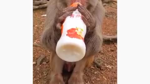 A amazing and funny movement a little baby of monkey eating bananas so cute