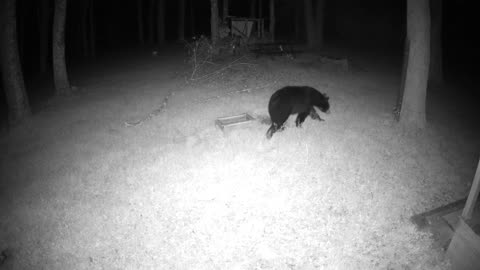 Bear at Cabin - May 24, 2023