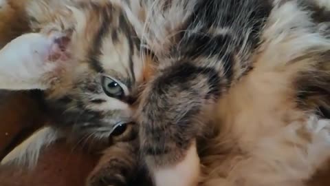 Cute mainecoon baby