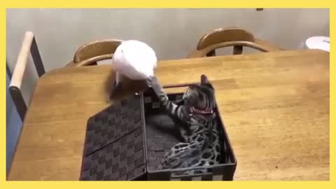 Cats and Parrot playing with box - Cat and parrot are best buddies