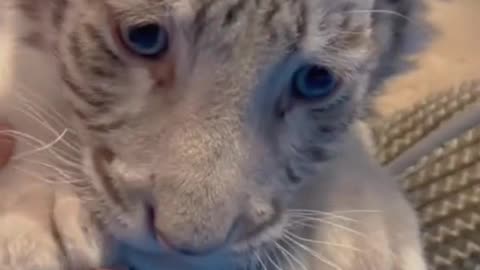 A tiger cub that lost its mother was adopted by a family