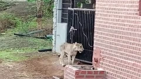 Human lion Conflicts || Lion Attack in Village Near Gir National park