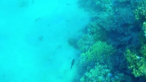 Underwater inhabitants of the coral reef