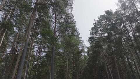 green leafy tall forest