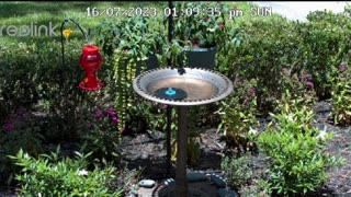 Live Bird Cam