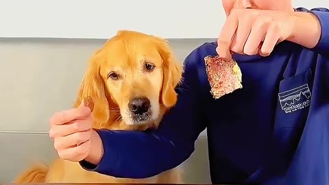 Feeding A Dog $1 vs $10,000 Steak