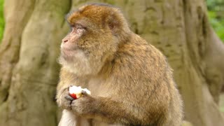 A beautiful monkey eats an apple before someone else sees it