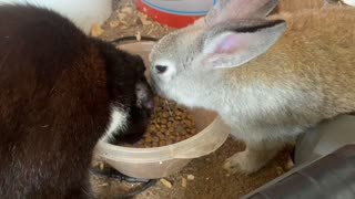 Cat and rabbit friends preciously share meal together