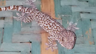 lizard on the wall